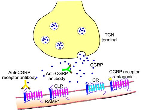 Calcitonin Gene Related Peptide An Overview ScienceDirect, 60% OFF