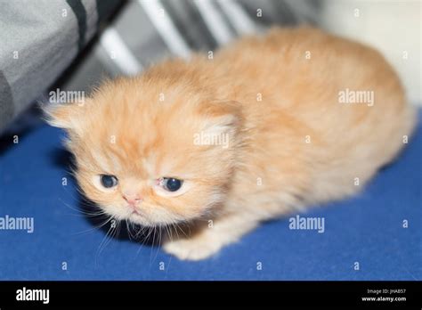 how to take care of a 8 week old kitten