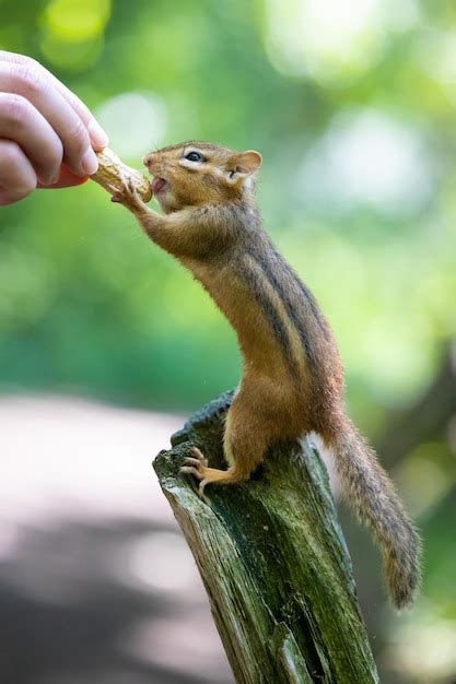 Premium Photo Close Up Of Squirrel Eating Food