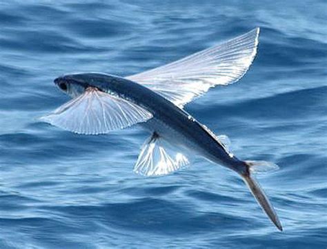 Flying Fish