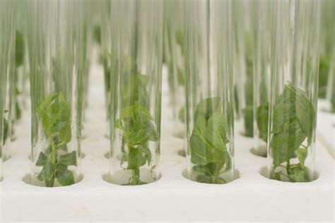 Micropropagation A Matter Of Tissue Culture In Cannabis Cultivation