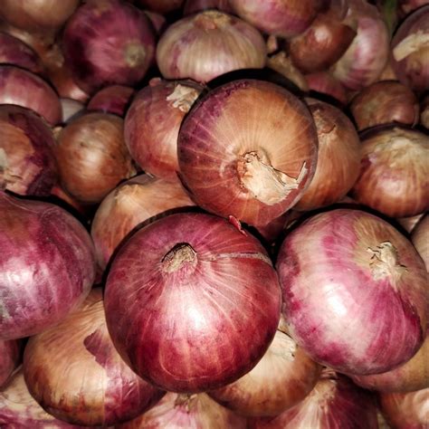 Maharashtra 50 Kg Fresh Red Onion A Grade Onion Size 30 Mm At Rs 26