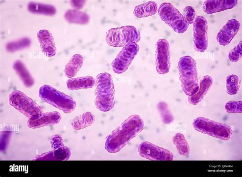 Enterobacter Cloacae Gram Stain