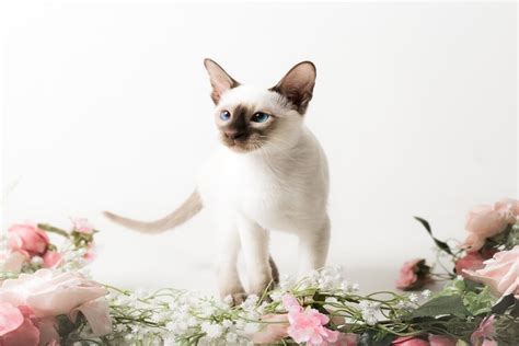 Top 10+ Chocolate Point Siamese Cat