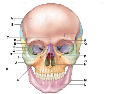 Human Anatomy And Physiology Chapter 7 Diagram Quizlet