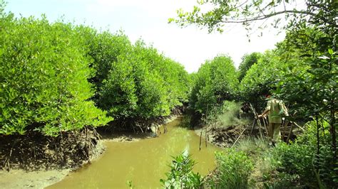 Lie S Mangrove Satu Juta Pohon Mangrove Sudah Ditanam Kelompok Tani