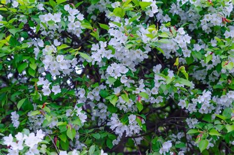 Un Rbol Con Flores Blancas En Primavera Foto Premium