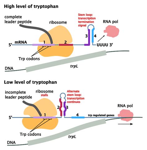 7 19B Attenuation Biology LibreTexts