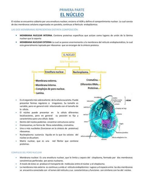 El N Cleo Studymed Jm Udocz