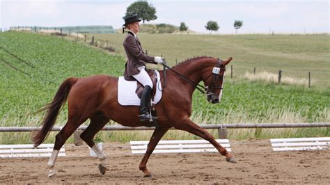 Dressursport Der Extraklasse In Klein Vahlberg RegionalHeute De