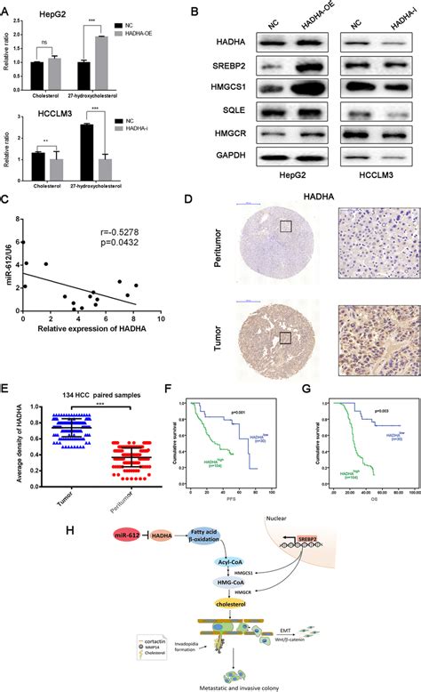 Clinical Significance Of HADHA In HCC Patients A The Cholesterol And