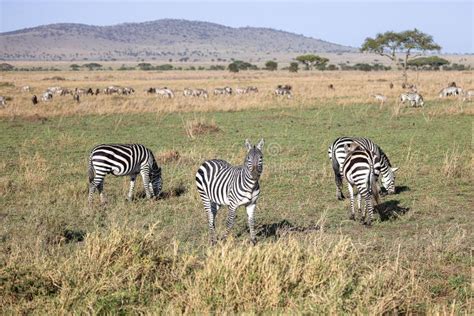 Herd of Zebra Grazing on the Vast Meadow in the Tanzania Safari ...