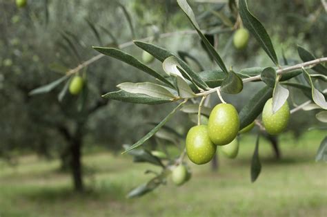 Svelato il genoma dell’olivo | LifeGate