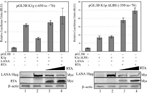 Rta Reverses Lana Mediated Down Regulation Of K P Pgl B K P To