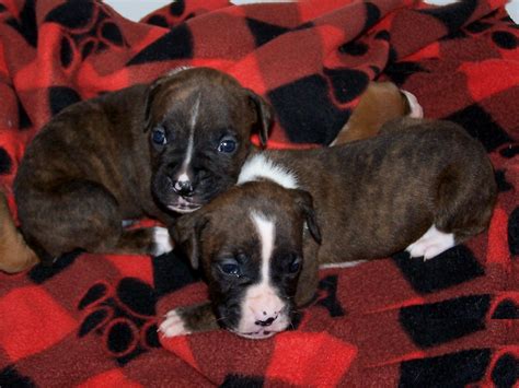 Cute Newborn Brindle Boxer Puppies - l2sanpiero