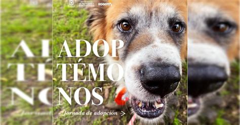 Adopta Un Perro Este Domingo De Octubre En Bogot Bogota Gov Co