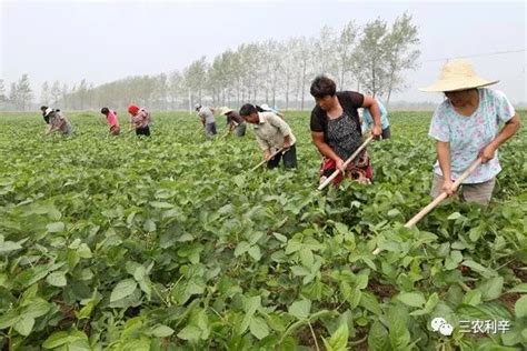 利辛3个农民合作社，4个家庭农场，被公示将获省级表彰，快来看看名单有您认识的吗？