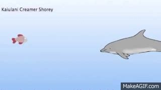 Dolphin Echolocation on Make a GIF