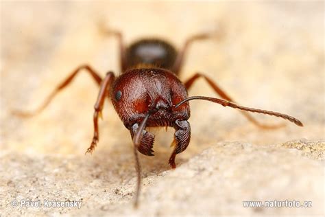 Messor structor Pictures, Ant Images, Nature Wildlife Photos | NaturePhoto