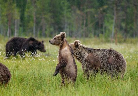 Oso Con Cachorros En Un Claro Del Bosque Foto Premium