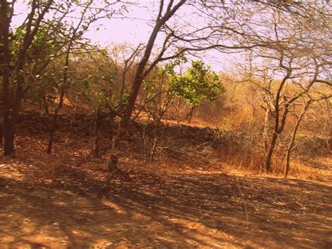 Visiting Gir forest with kids to watch the Asiatic lions