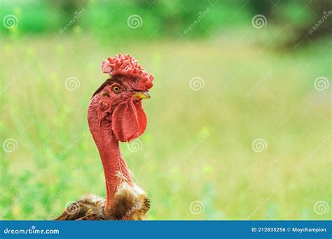 Naked Neck Chicken As Free Range Domestic Bird On Blurred Background