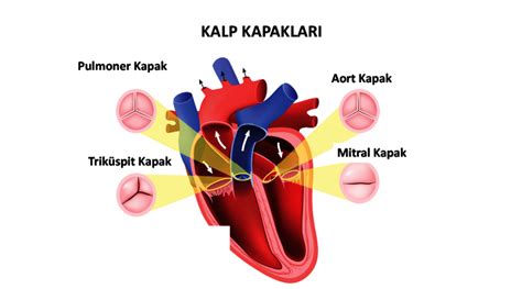 Kalp Kapak Hastal Klar Ve Tedavi Y Ntemleri