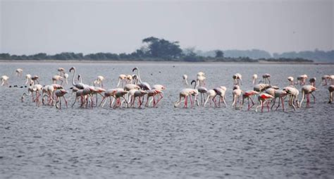 Pulicat Lake Bird Sanctuary Nellore, Sri Potti Sriramulu Nellore - Zoo ...