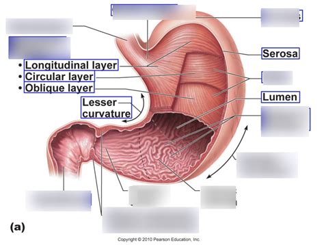 Stomach Anatomy Antrum