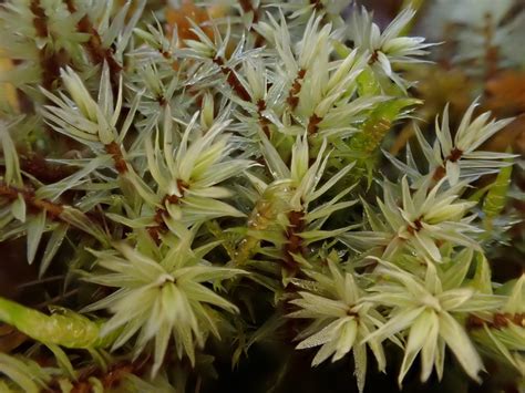 Ribbed Bog Moss Bryophyta Mosses Of Vancouver Island Inaturalist