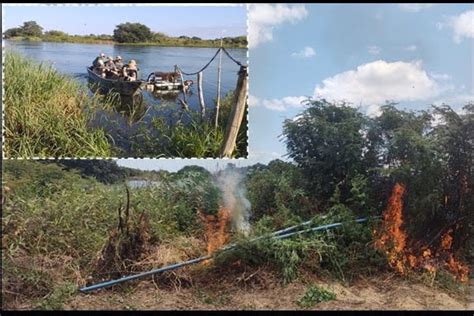 Mil P S De Maconha S O Descobertos Pela Pol Cia Militar Em Ilha Do