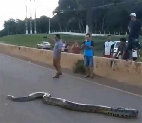 Giant Anaconda Crossing Road Video Goes Viral Watch