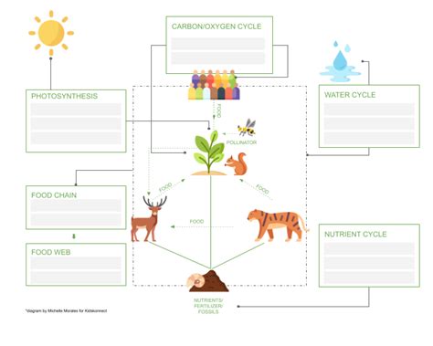 Ecosystems Curriculum, Worksheets & Lesson Plan