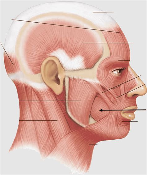 Orbicularis Oculi Muscle Orbicularis Oris Muscle Zygomaticus Minor