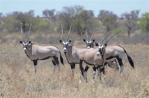 wild wonderful world  overlanders guide   central kalahari