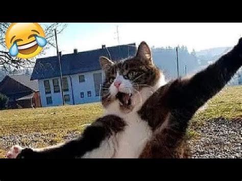 Mono Cat Funny Cat Jump Fail Compilation Part Number Youtube