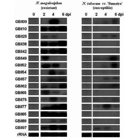 Summary Of Identified Suppression Subtractive Hybridization Clones And