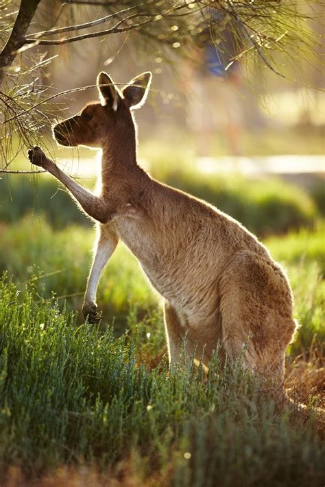 Kangaroo Just Outside Of Perth Western Australia Also Go To Rm