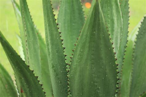 Fotos Gratis Paisaje Naturaleza Al Aire Libre Cactus Hoja Flor