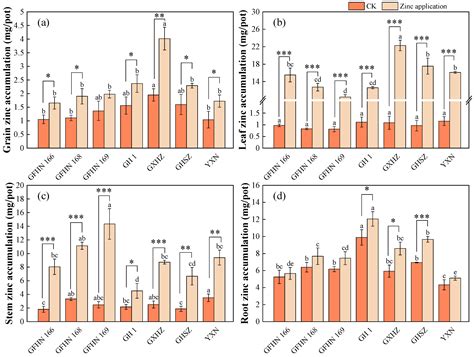 Zinc Biofortification Of Selective Colored Rice Cultivars Improvement Of Zinc Uptake Agronomic