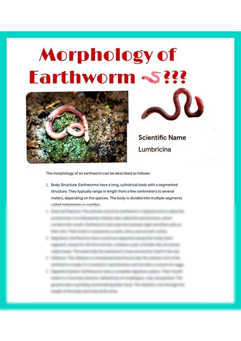 Solution Morphology Of Earthworm Scientific Name Lumbricina Biology