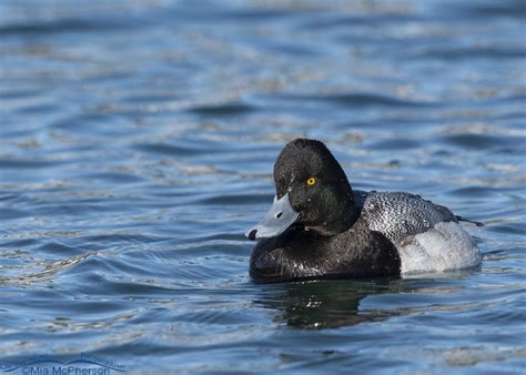 Help With Drake Scaup Identification Mia Mcpherson S On The Wing