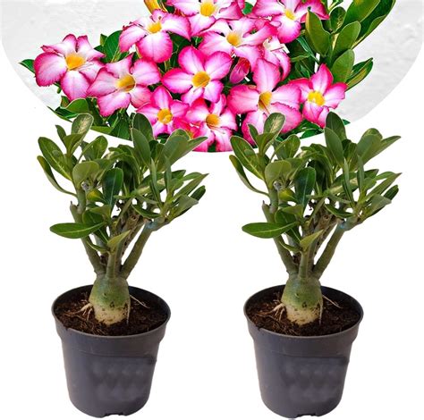 Plant In A Box Adenium Obesum Rose Du Desert Plantes Exotique