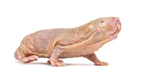 Naked Mole Rat Hairless Rat Isolated On Wihte Stock Image Image Of Profile Blindness