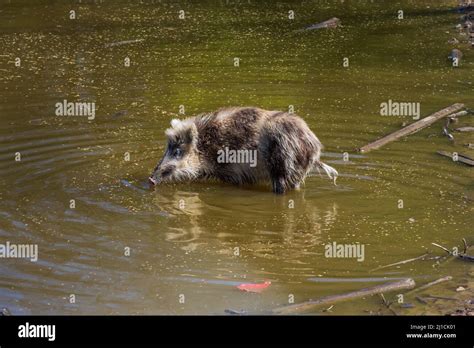 Wild Boar Sus Scrofa A Cub In The Water Of A Pond Looking For Food