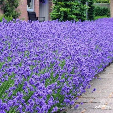 Lawenda Wąskolistna Blue Scent Early Krzewy Ozdobne Herbariusz