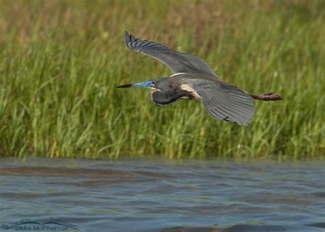 Breeding plumage Tricolored Heron in flight – Mia McPherson's On The ...