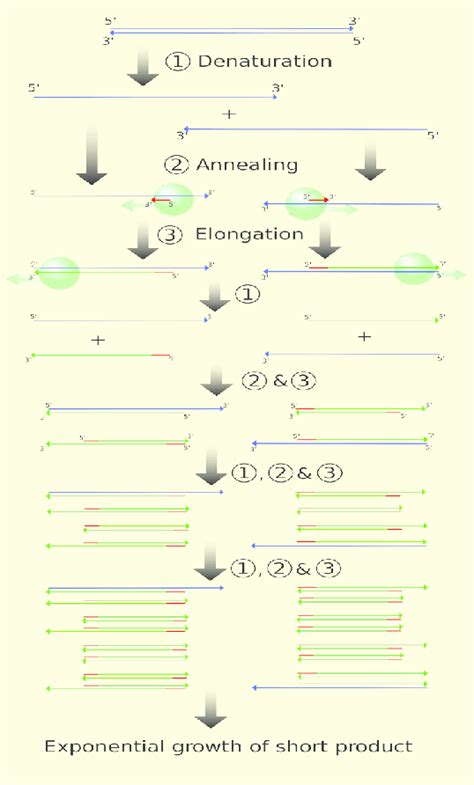 Schematic Drawing Of The Principle Of Polymerase Chain Reaction Download Scientific Diagram