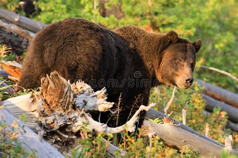 Grizzly Bear Yellowstone National Park Stock Photo Image Of National