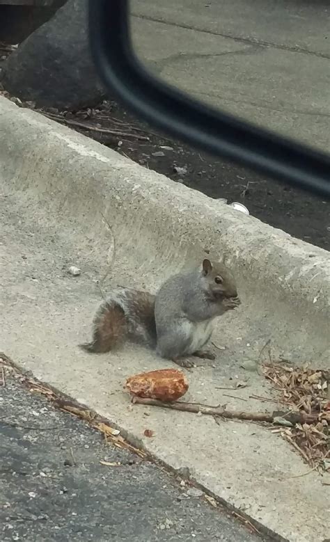 This Stupid Fat Fuck Stealing Dumpster Croissants At Work Today R Fatsquirrelhate